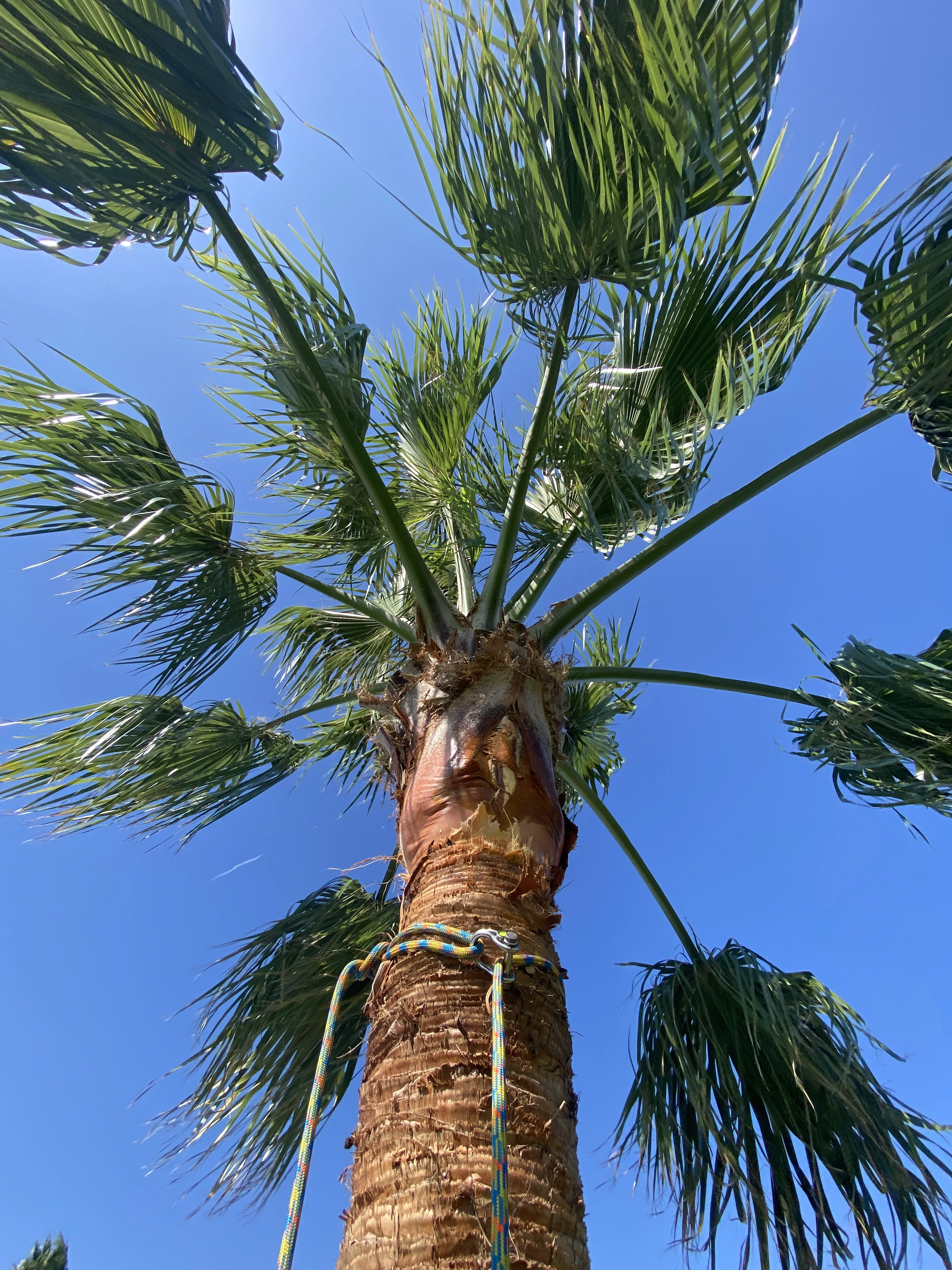 A palm tree